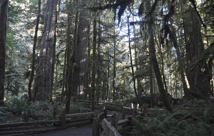 tall trees